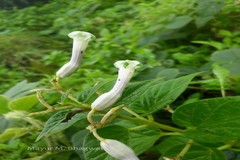 Ceropegia sahyadrica